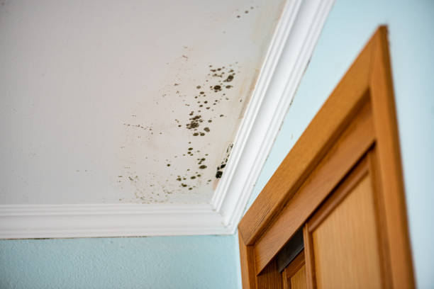 Mold Removal Process in Odell, OR