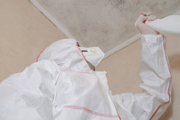 Attic Mold Removal in Odell, OR