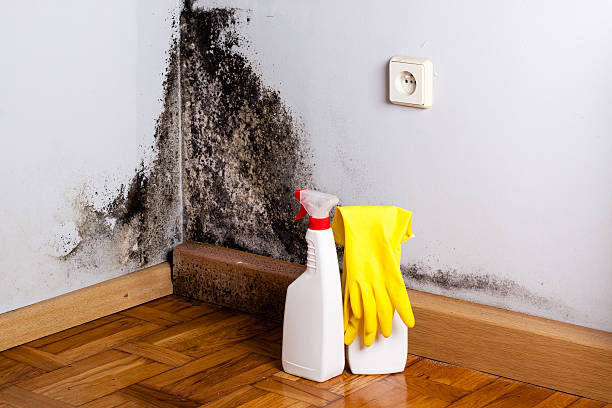 Best Best Mold Removal Companies  in Odell, OR