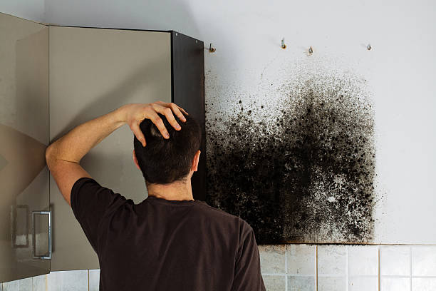 Best Professional Mold Removal  in Odell, OR
