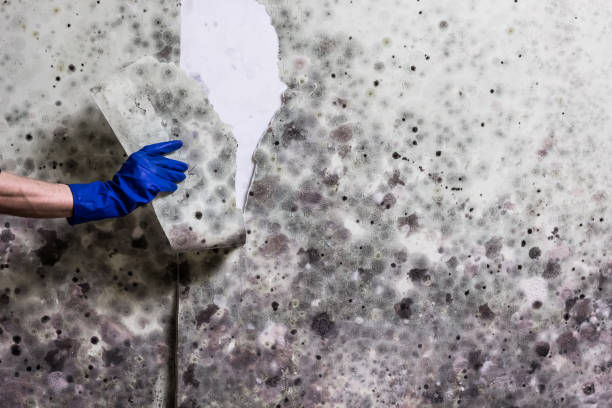 Best Mold Removal Process  in Odell, OR